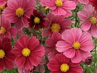 Космея дваждыперистая (Antiquity)