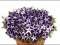 Петуния ампельная гибридная (Gioconda F1)