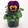 Виола виттрока (Viola wittrockiana)