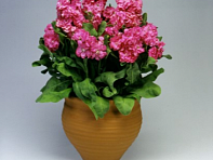 Левкой седой (Cinderella)