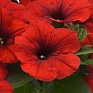 Петуния ампельная гибридная (Petunia х hybrida)