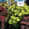 Колеус Блюме (Coleus blumei)