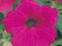 Петуния ампельная гибридная (Opera Supreme F1)