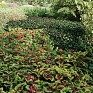 Колеус гибридный (Coleus х hybrida)