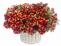 Петуния ампельная гибридная (My Joy F1)