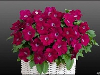 Петуния ампельная гибридная (Gioconda F1)