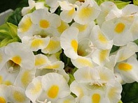 Торения Фурнье (Kauai) Торения Фурнье (Kauai)