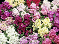 Левкой седой (Cinderella)