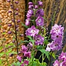 Дельфиниум высокий (Delphinium elatum)