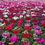 Цикламен персидский (Cyclamen persicum)