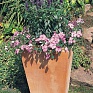 Шалфей мучнистый (Salvia farinacea)