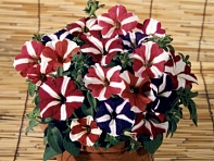 Петуния мелкоцветковая (Bella F1)