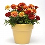 Бархатцы отклоненные (Tagetes patula) Бархатцы отклоненные (Tagetes patula)