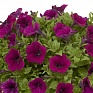Петуния ампельная гибридная (Petunia x hybrida) Петуния ампельная гибридная (Petunia x hybrida)