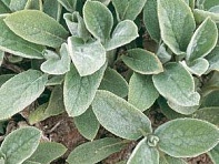 Чистец византийский (шерстистый) ()