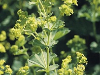 Манжетка мягкая (Thriller)