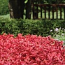 Колеус гибридный (Coleus х hybrida) Колеус гибридный (Coleus х hybrida)