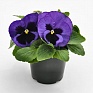 Виола виттрока (Viola wittrockiana) Виола виттрока (Viola wittrockiana)