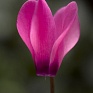 Цикламен персидский (Cyclamen persicum)