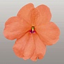 Бальзамин Уоллера (Impatiens walleriana)