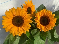 Подсолнечник летний (Amalfi F1)