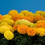 Бархатцы прямостоячие (Tagetes erecta)