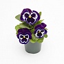 Виола виттрока (Viola wittrockiana) Виола виттрока (Viola wittrockiana)