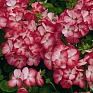 Герань (пеларгония садовая) (Pelargonium x hortorum)
