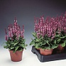 Шалфей превосходный (Salvia superba)