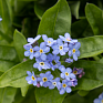 Незабудка лесная (Myosotis sylvatica) Незабудка лесная (Myosotis sylvatica)