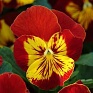 Виола виттрока (Viola wittrockiana) Виола виттрока (Viola wittrockiana)