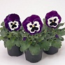 Виола виттрока (Viola wittrockiana)
