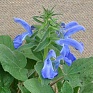 Шалфей отклоненный (Salvia patens) Шалфей отклоненный (Salvia patens)