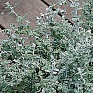 Бессмертник мелколистный (Helichrysum microphyllum) Бессмертник мелколистный (Helichrysum microphyllum)