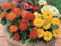 Цинния изящная (Short Stuff F1) Цинния изящная (Short Stuff F1)
