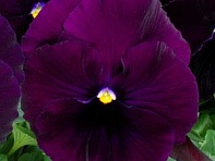 Виола виттрока (Spring Matrix F1) Виола виттрока (Spring Matrix F1)