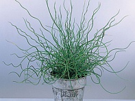 Ситник развесистый (Spiralis) Ситник развесистый (Spiralis)