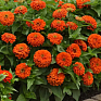 Цинния изящная (Zinnia elegans) Цинния изящная (Zinnia elegans)