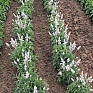 Шалфей мучнистый (Salvia farinacea)
