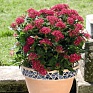 Пентас ланцетовидный (Pentas lanceolata)