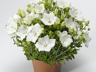 Колокольчик карпатский (Pristar) Колокольчик карпатский (Pristar)