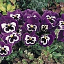 Виола виттрока (Viola wittrockiana)