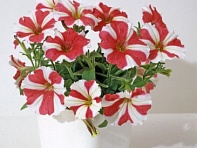 Петуния мелкоцветковая (Bella F1)