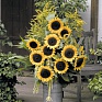 Подсолнечник летний (Helianthus annuus)