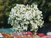 Петуния ампельная гибридная (Velvet F1)