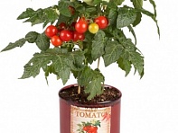 Томат (Siam)
