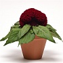 Целозия гребенчатая (Celosia cristata)