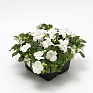 Бальзамин Уоллера ампельный (Impatiens walleriana) Бальзамин Уоллера ампельный (Impatiens walleriana)
