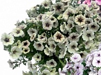 Петуния ампельная гибридная (Pendolino F1)