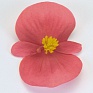 Бегония вечноцветущая (зеленая листва) (Begonia semperflorens)